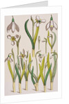 Snowdrops by Eugene Samuel Grasset