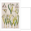 Snowdrops by Eugene Samuel Grasset