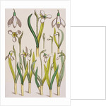 Snowdrops by Eugene Samuel Grasset