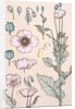 Poppies wallpaper by Eugene Samuel Grasset