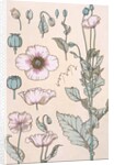 Poppies wallpaper by Eugene Samuel Grasset