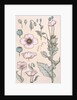 Poppies wallpaper by Eugene Samuel Grasset