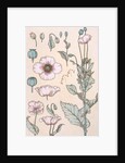 Poppies wallpaper by Eugene Samuel Grasset