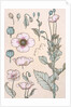 Poppies wallpaper by Eugene Samuel Grasset