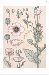 Poppies wallpaper by Eugene Samuel Grasset