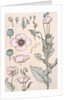 Poppies wallpaper by Eugene Samuel Grasset