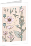 Poppies wallpaper by Eugene Samuel Grasset