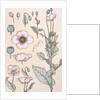 Poppies wallpaper by Eugene Samuel Grasset