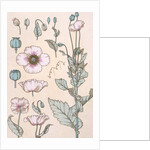 Poppies wallpaper by Eugene Samuel Grasset