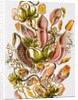 Nepenthaceae by Ernst Haeckel