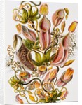 Nepenthaceae by Ernst Haeckel