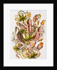 Nepenthaceae by Ernst Haeckel