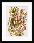 Nepenthaceae by Ernst Haeckel