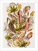 Nepenthaceae by Ernst Haeckel