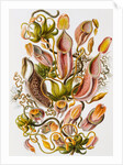 Nepenthaceae by Ernst Haeckel