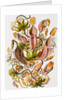 Nepenthaceae by Ernst Haeckel
