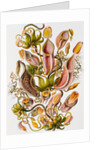 Nepenthaceae by Ernst Haeckel