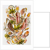 Nepenthaceae by Ernst Haeckel