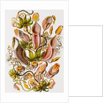 Nepenthaceae by Ernst Haeckel