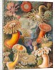 Microbiology book plate by Anonymous