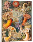 Microbiology book plate by Anonymous