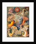 Microbiology book plate by Anonymous
