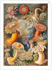 Microbiology book plate by Anonymous