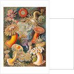 Microbiology book plate by Anonymous