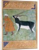 Indian Black Buck by Manohar