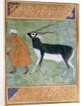 Indian Black Buck by Manohar