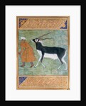 Indian Black Buck by Manohar