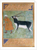 Indian Black Buck by Manohar