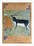 Indian Black Buck by Manohar