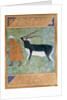 Indian Black Buck by Manohar