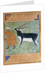 Indian Black Buck by Manohar