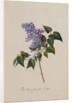 The Deep Purple Lilac by Georg Dionysus Ehret