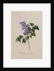 The Deep Purple Lilac by Georg Dionysus Ehret