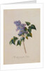 The Deep Purple Lilac by Georg Dionysus Ehret