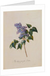 The Deep Purple Lilac by Georg Dionysus Ehret