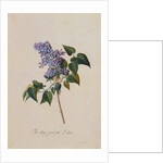 The Deep Purple Lilac by Georg Dionysus Ehret
