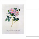 York and Lancaster Rose by Anonymous