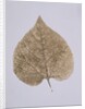 Leaf Study by Unknown
