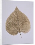 Leaf Study by Unknown