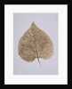Leaf Study by Unknown