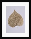 Leaf Study by Unknown