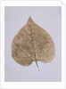 Leaf Study by Unknown