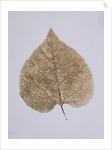 Leaf Study by Unknown