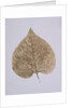 Leaf Study by Unknown