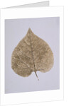 Leaf Study by Unknown