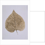 Leaf Study by Unknown